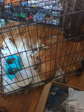 Twochihuahua