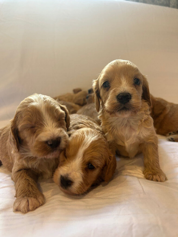 Cockapoo puppies for sale