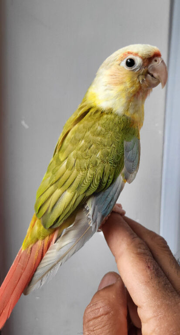 Handreared Tame Baby Cinnamon Pineapple conure
