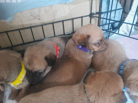 Jackchi puppy's 6 girls 4 weeks old