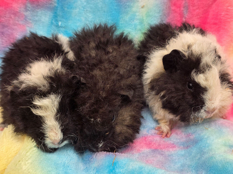 3x male Alpaca Guinea pigs for sale