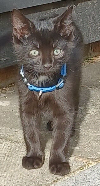 Lovely 11 Week Old Male Kitten Looking For A New Home