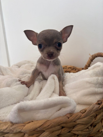 Xs teacup chihuaha female