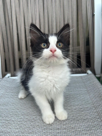 Beautiful Tame Little Kittens