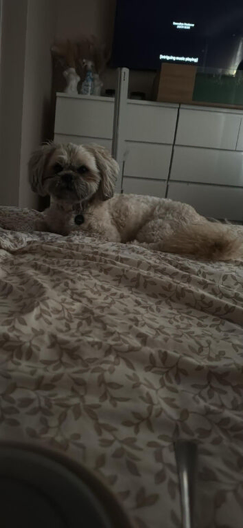 Rolo  shi tzu