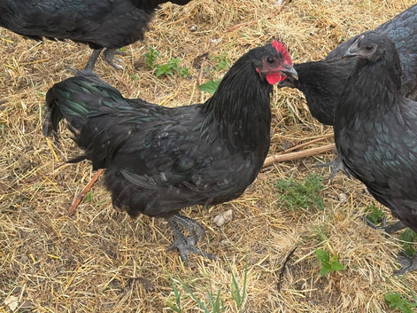 Australorp Cockerels