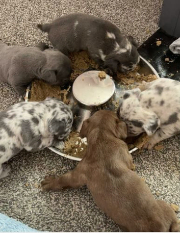 Gorgeous Litter of French Bulldog Puppies