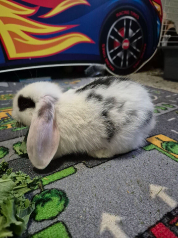 2 beautiful mini lop babies
