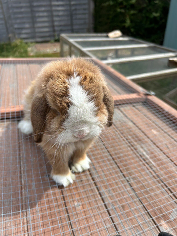 Beautiful male mini lop boy - 2 years old