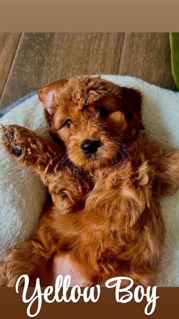 Australian Double Doodle - Boys