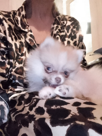 Beautiful pomeranian puppy