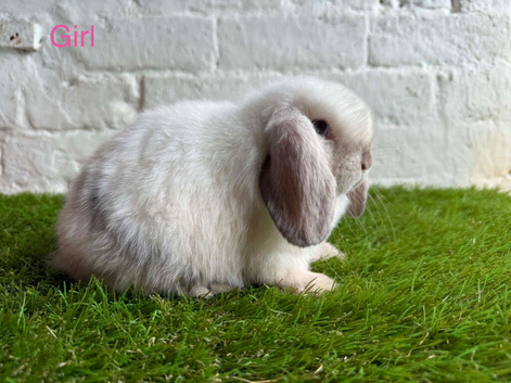 Stunning litter of Mini Lops