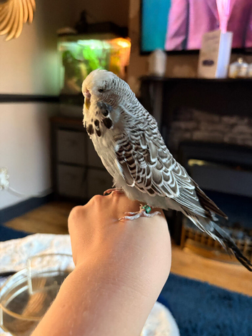 Male budgie