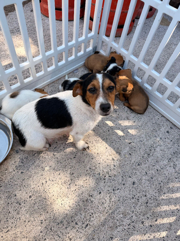 Jack Russell puppies