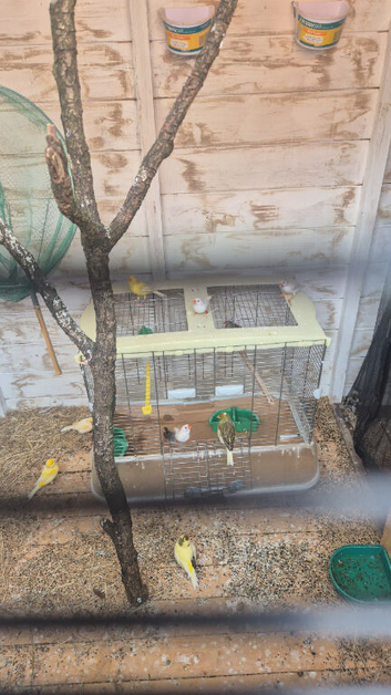 Mixed canaries