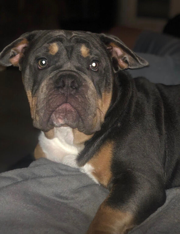 Old English bulldog rehome