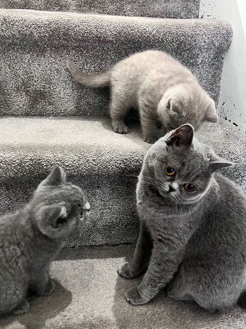 Kitten