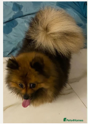 Pomeranian