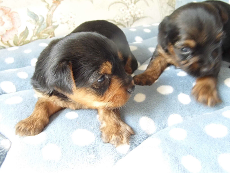 Yorkshire terrier