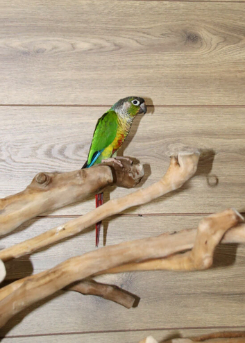 Baby Green Cheek Conure,8