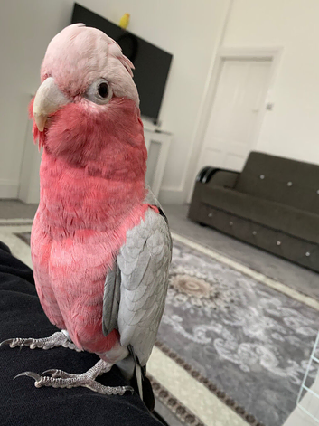 Tame and talkative Galah Cockatoo