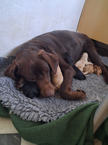 labrador puppies