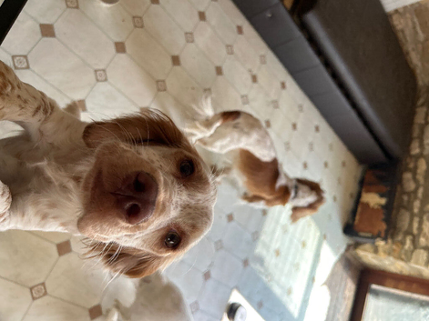 Cocker spaniel make 3.6 years old and cocker x climber 10 months old