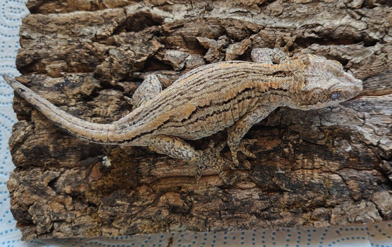Male/female Gargoyle gecko