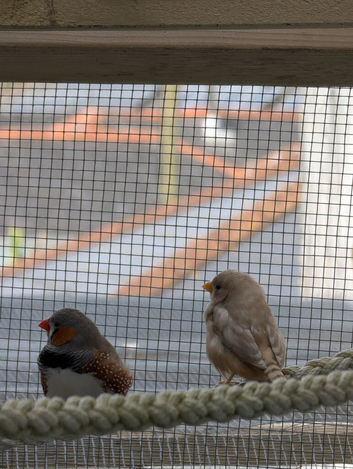 Zebra Finch 1 pair, 5 siblings (7 total)