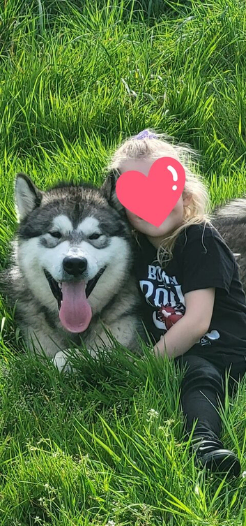 Kc alaskan malmute STUD ONLY