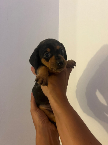 6 sausage dog puppies!