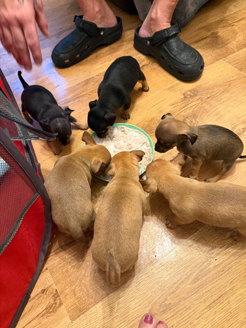 5 beautiful pups