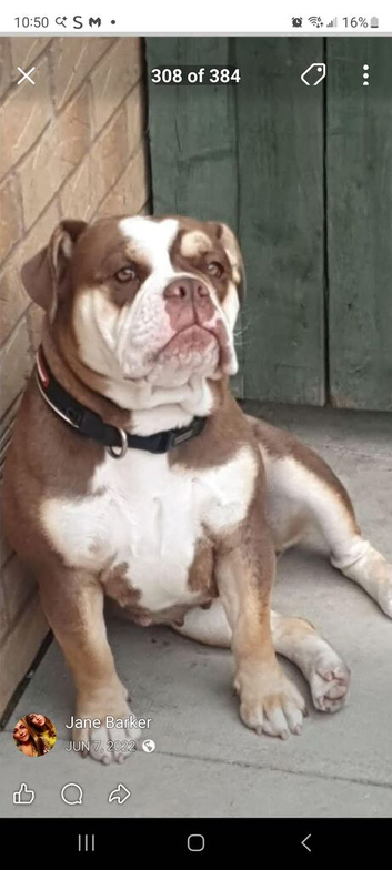 Old English bull dog