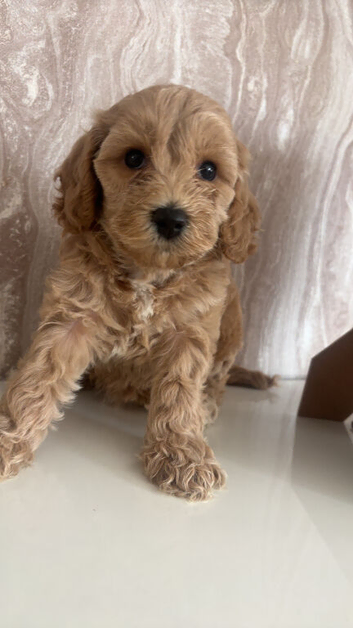 F1 cockapoo girl