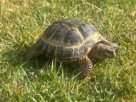 5 year old male horsfield tortoise