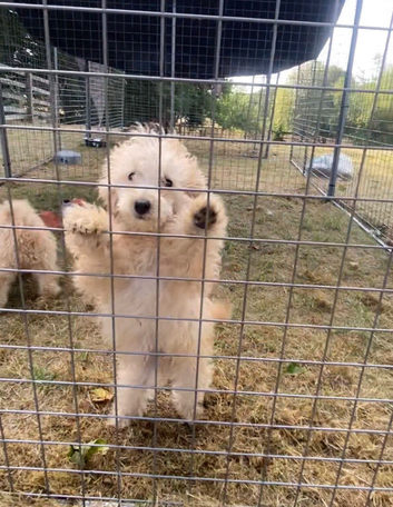 poodles ready now