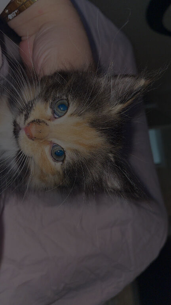 Gorgeous kittens for sale!