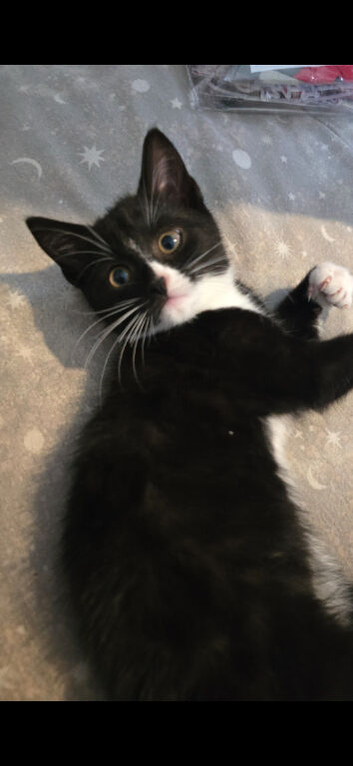 6month old kitten needing a new home