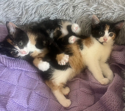 Willow and Fern Kitten Calico sisters, 12 weeks old, good loving home needed