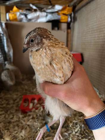 Male Coturnix Quail