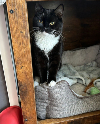 British Long Hair 11 month Old Female Tuxedo