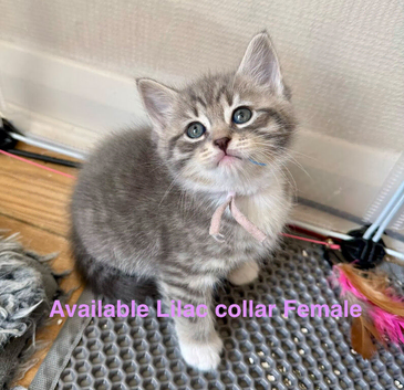 Really pretty pedigree Siberian Kittens