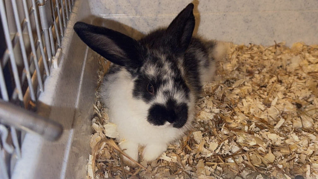 8 week old baby bunnies