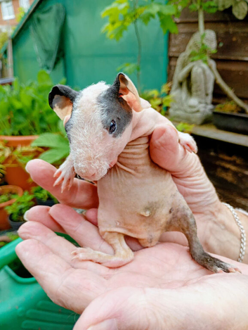 Baby Skinny Pigs