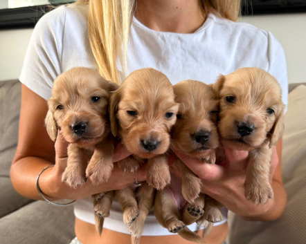 Cream Longhair Miniature dachshund