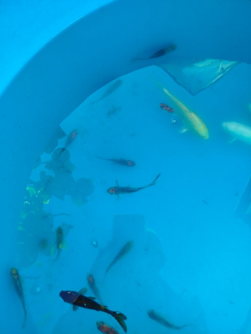 Shubunkin. around 3 inch. please read ad for price. nice selection