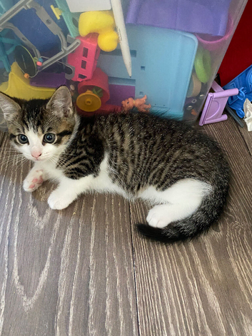 Tabby kitten (girl)