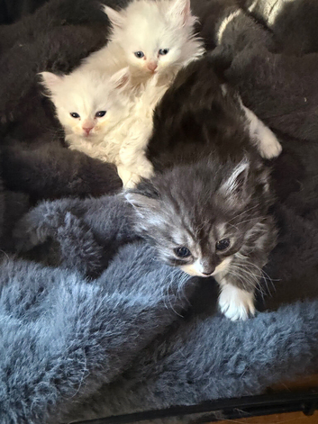 Persian kittens