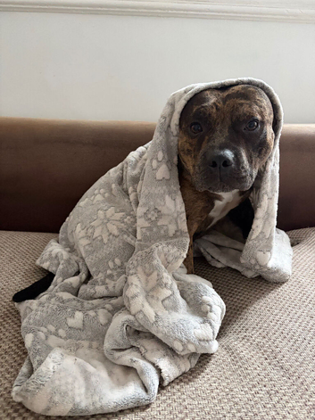 13 month old male Staffy x Pocket bully