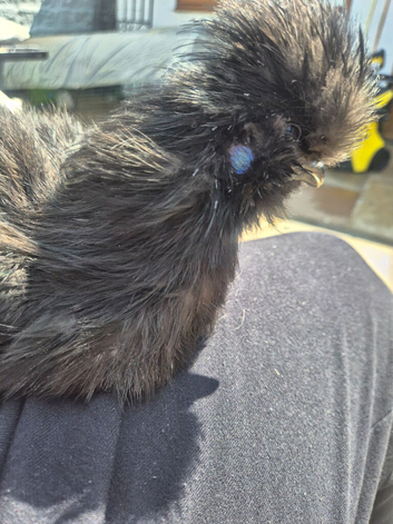 Gorgeous silkie cockerel looking for a good home